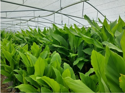 Bezoekersgids proefveldbezoek kurkuma november 2022