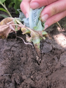 Voorbeeld waarschuwing kolen