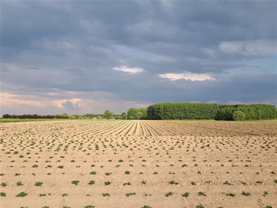 Potermaat en plantafstanden: waar hou ik rekening mee?