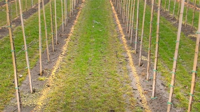 Beredeneerde stikstofbemesting in de vollegrondsierteelt