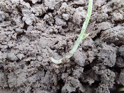 Poll: Opkomst uien loopt niet van een leien dakje