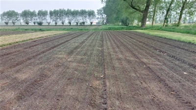 Wijziging actieve stoffen in uien
