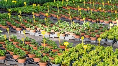 Brede sierteelterkenningen bekomen voor Vintec en Serenade ASO en uitbreiding voor Decis 15 EW