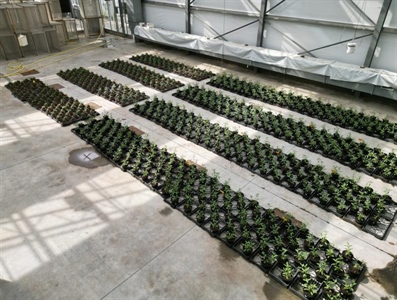 Samen op weg naar duurzame teeltsubstraten