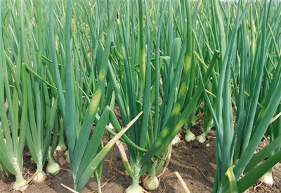 Druk op uien door valse meeldauw