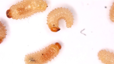 Bodeminsecten: herkenning, schade en monitoring