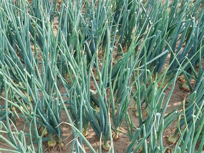 Goede veldopbrengst van rassenproef zaaiuien