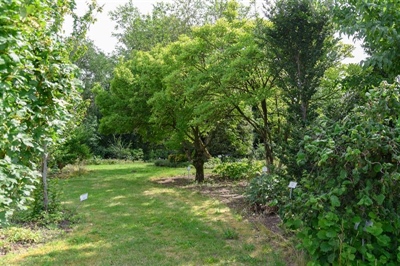 SURQUAPUB: ontwerpen van detectieprogramma’s voor EU-quarantaineorganismen in bossen en openbaar groen