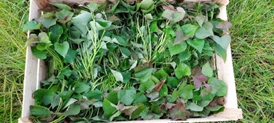 Eigen opkweek van bataatslips in minitunnel is succesvol