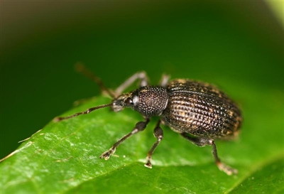 Sectorbevraging taxuskever: waardplanten en gevoeligheid