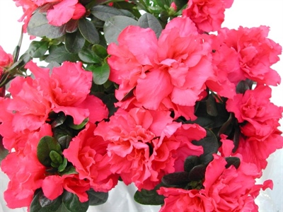 Laatste noodtoelating voor Radia 7882