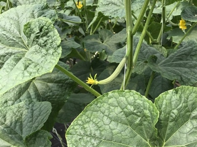 ResCuLeaf: Weerbaarheid van komkommerplanten verhogen via bladtoepassingen (bio)