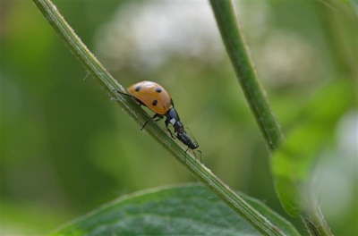 B-LAB: bladluisbeheersing door aantrekken van nuttigen in biologische tunnelteelten