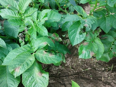 Trans-e-Bio: digitale tools voor biologische bestrijdingsmiddelen