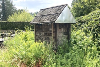 Blooming Buzzness: verbeteren van de habitat van wilde bestuivers