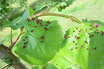 Nieuwe erkenningen tegen gal- en roestmijten en witte vlieg