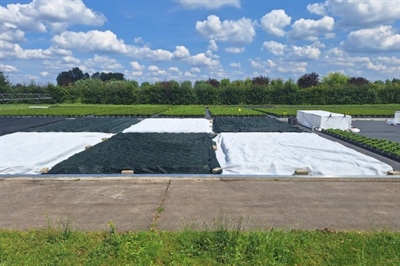 Preventie van hittestress en zonnebrand bij azalea