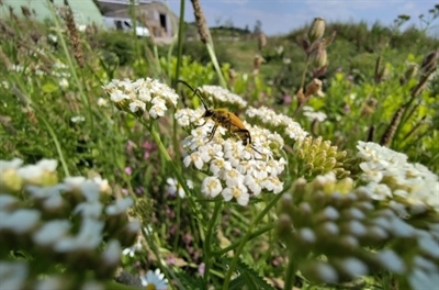 Flower4Trees: bloemen als bondgenoot voor boomtelers