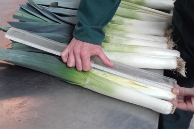 Opvolging prei voor frigobewaring