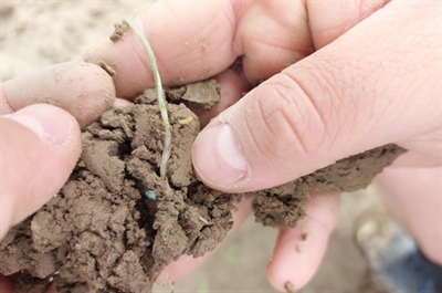 Heb je een uienperceel dat een moeilijke start kent? Contacteer ons!