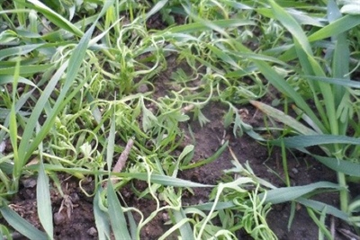 Intrekking van toelating van Pixxaro EC geannuleerd