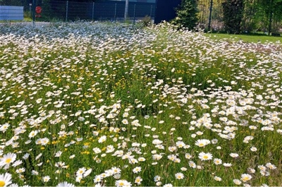Accenten in het proefprogramma 2025 voor groenvoorziening