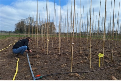 Terugblik online avondcursus Irrigatie in vollegrondssierteelt