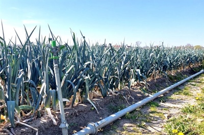 Voor (her)groei heeft prei water nodig