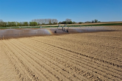 Moeizame start van uienteelt door droog voorjaar