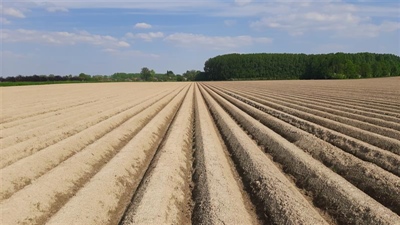 Belgisch aardappelareaal stijgt opnieuw