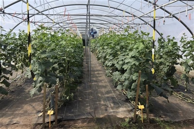 Rendabel komkommers telen in tunnels: wat werkt echt?
