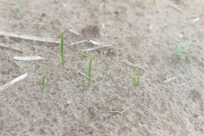 Gewasvariatie baart uientelers kopzorgen