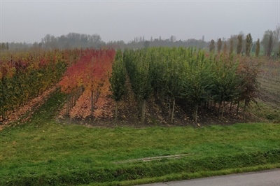 Gefractioneerd bemesten is 'terugverdienpraktijk'