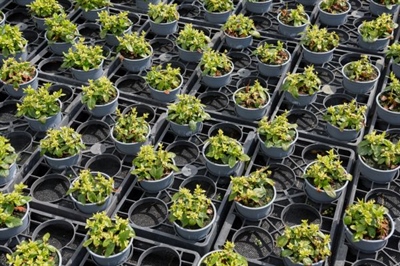 Erkenning voor Zampro, uitbreidingen van erkenning voor Bio-Pyretrex