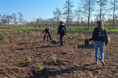 Aanplanten van houtige sierplanten in het kader van SIER+