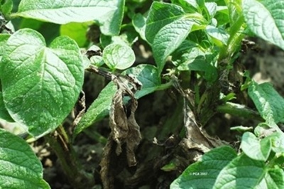 Terugblik op aardappelziektebestrijding 2024