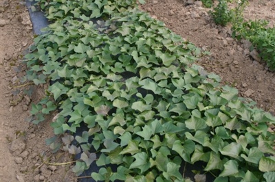 Hoe beïnvloedt bemesting de teelt van bataat?