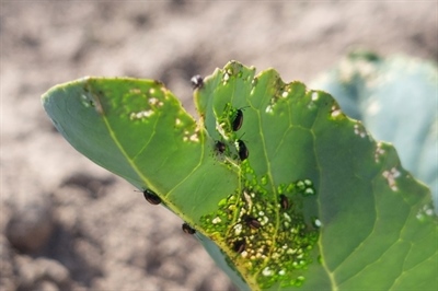 Zonnige en droge start van het kolenseizoen