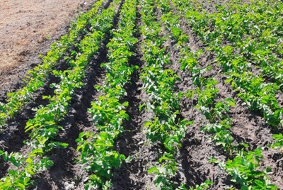 Winterpastinaak komt de winter goed door