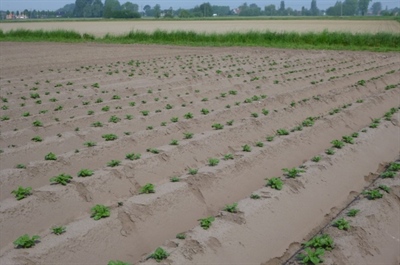 Waarschuwing aardappelziekte – 06/05/2025
