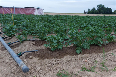 Irrigatie vervroegt de oogstdatum