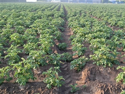 Waarschuwing aardappelziekte BIO - 13/05/2025