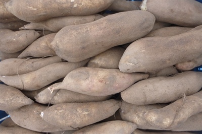 Curen zorgt voor goede start van bewaring yacon