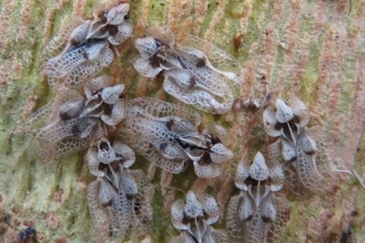 Meer en meer plataannetwants gespot