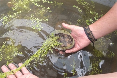 De teelt van ondergedoken waterplanten