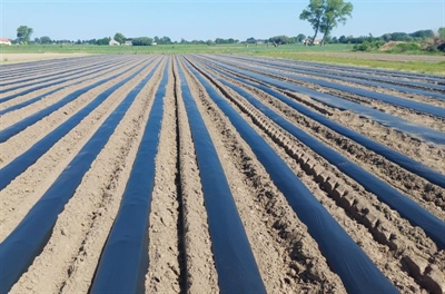 Bataatseizoen uit de startblokken!