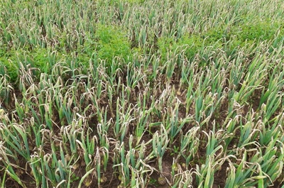 Viaverda werkt verder aan valse meeldauwbestrijding in uien