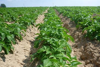 Een plantseizoen om te onthouden