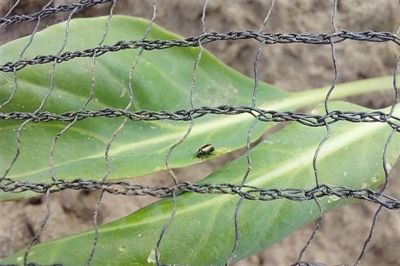 Mooi weer trekt ongenode gasten naar kolen