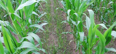 Wees nu alert voor knolcyperus!